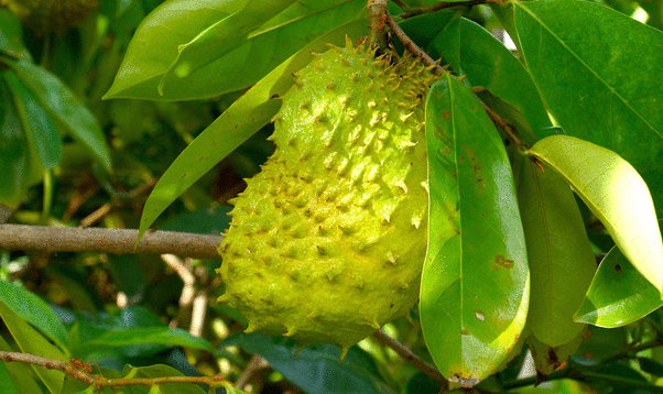 Fruit corossol