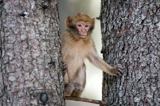 Un singe magot ou macaque de Barbarie, dans une forêt près d'Azrou