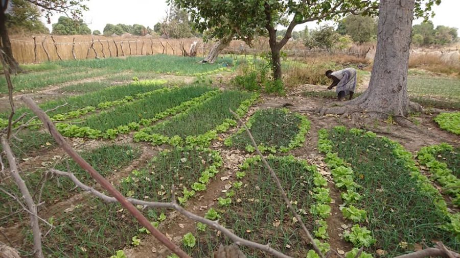 potager koundara